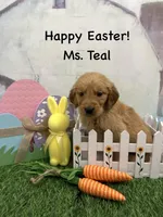Ms. Teal, a female Golden Retriever for sale in Dinwiddie, VA – Photo 5 of 7