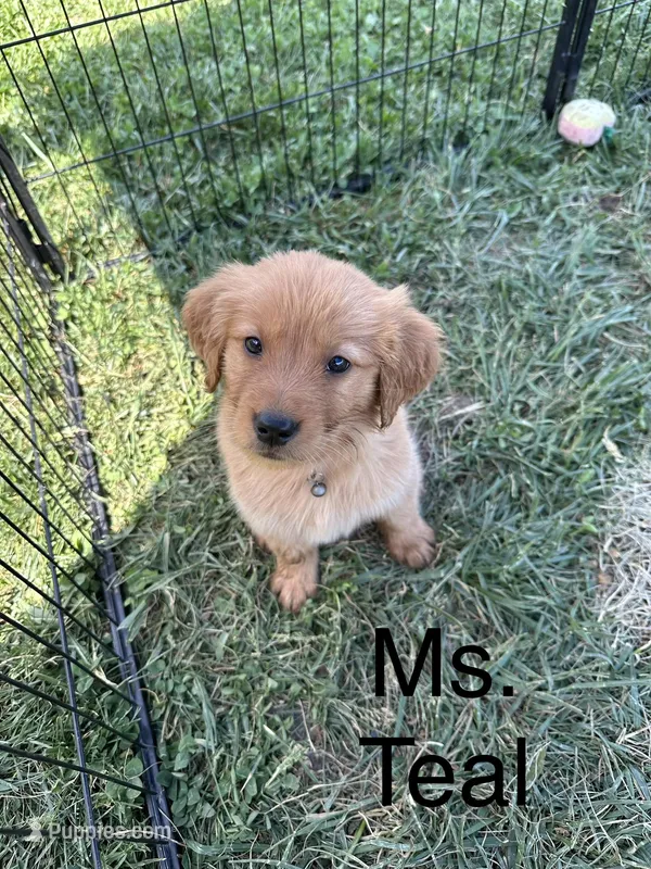 Ms. Teal – Golden Retriever puppy for sale in Dinwiddie, VA