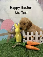 Ms. Teal, a female Golden Retriever for sale in Dinwiddie, VA – Photo 3 of 7
