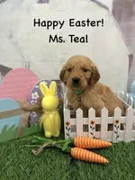 Ms. Teal, a female Golden Retriever for sale in Dinwiddie, VA – Photo 4 of 7