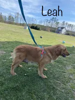 Ms. Teal, a female Golden Retriever for sale in Dinwiddie, VA – Photo 7 of 7