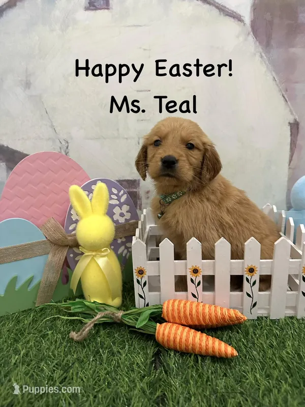 Ms. Teal – Golden Retriever puppy for sale in Dinwiddie, VA