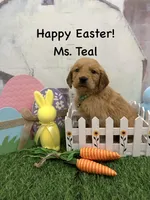 Ms. Teal, a female Golden Retriever for sale in Dinwiddie, VA – Photo 1 of 7