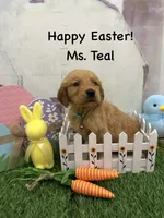 Ms. Teal, a female Golden Retriever for sale in Dinwiddie, VA – Photo 2 of 7