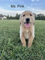 Ms. Pink Collar, a female Golden Retriever for sale in Dinwiddie, VA – 6 of 8