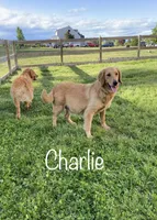 Orange Collar Boy, a male Golden Retriever for sale in Dinwiddie, VA – 10 of 10