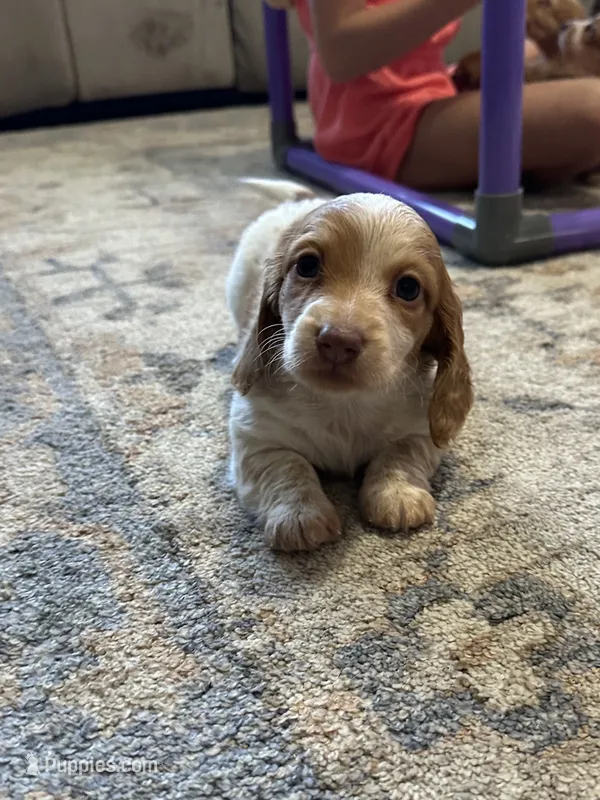 Male 1 – Miniature Dachshund puppy for sale in Dinwiddie, VA