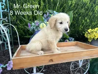 Green Collar Boy, a male Golden Retriever for sale in Dinwiddie, VA – 10 of 10