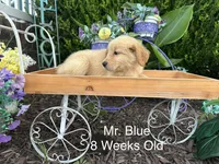 Blue Collar Boy, a male Golden Retriever for sale in Dinwiddie, VA – 7 of 10