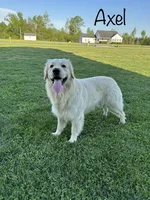 Pink Collar Girl, a female Golden Retriever for sale in Dinwiddie, VA – 8 of 9