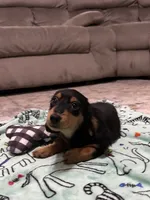 Black and Tan Longhair Boy, a male Miniature Dachshund for sale in Dinwiddie, VA – 2 of 8