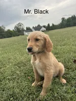 Mr. Black , a male Golden Retriever for sale in Dinwiddie, VA – 7 of 9