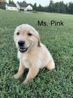 Ms. Pink Collar, a female Golden Retriever for sale in Dinwiddie, VA – 7 of 8