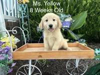 Yellow Collar Girl, a female Golden Retriever for sale in Dinwiddie, VA – 3 of 10