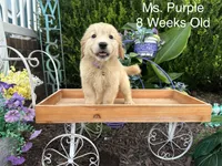 Purple Collar Girl, a female Golden Retriever for sale in Dinwiddie, VA – 5 of 10