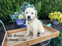 Brown Collar Boy, a male Golden Retriever for sale in Dinwiddie, VA – 2 of 10