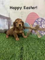 Girl 2, a female Miniature Dachshund for sale in Dinwiddie, VA – Photo 6 of 9