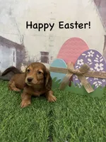 Girl 2, a female Miniature Dachshund for sale in Dinwiddie, VA – Photo 3 of 9