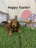 Girl 2, a female Miniature Dachshund for sale in Dinwiddie, VA – Photo 7 of 9