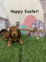 Girl 2, a female Miniature Dachshund for sale in Dinwiddie, VA – Photo 2 of 9