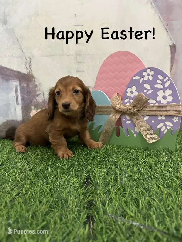 Girl 2 – Miniature Dachshund puppy for sale in Dinwiddie, VA
