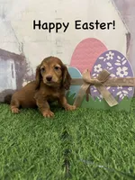 Girl 2, a female Miniature Dachshund for sale in Dinwiddie, VA – Photo 1 of 9