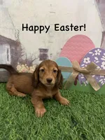 Girl 2, a female Miniature Dachshund for sale in Dinwiddie, VA – Photo 4 of 9