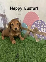 Girl 2, a female Miniature Dachshund for sale in Dinwiddie, VA – Photo 5 of 9