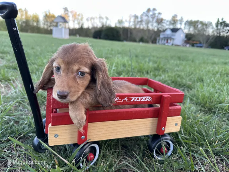 Girl 2 – Miniature Dachshund puppy for sale in Dinwiddie, VA