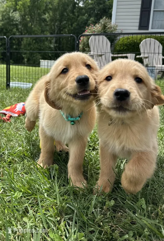 Gray REDUCED, a male Golden Retriever for sale in Dinwiddie, VA – Photo 1 of 7