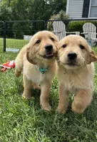 Gray REDUCED, a male Golden Retriever for sale in Dinwiddie, VA – Photo 1 of 7