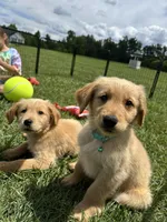 Gray REDUCED, a male Golden Retriever for sale in Dinwiddie, VA – Photo 4 of 7