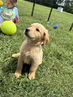 Gray REDUCED, a male Golden Retriever for sale in Dinwiddie, VA – Photo 5 of 7