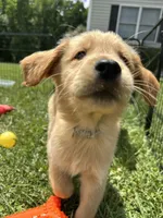 Gray REDUCED, a male Golden Retriever for sale in Dinwiddie, VA – Photo 2 of 7