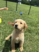 Gray REDUCED, a male Golden Retriever for sale in Dinwiddie, VA – Photo 3 of 7
