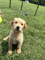 Gray REDUCED, a male Golden Retriever for sale in Dinwiddie, VA – Photo 7 of 7