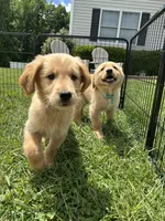 Gray REDUCED, a male Golden Retriever for sale in Dinwiddie, VA – Photo 6 of 7