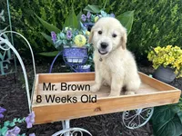 Brown Collar Boy, a male Golden Retriever for sale in Dinwiddie, VA – 5 of 10