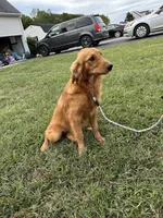 Mindy, a female Golden Retriever for sale in Dinwiddie, VA – 3 of 10
