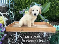 Green Collar Boy, a male Golden Retriever for sale in Dinwiddie, VA – 3 of 10