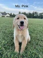 Ms. Pink Collar, a female Golden Retriever for sale in Dinwiddie, VA – 3 of 8