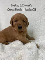 Orange Female, a female Golden Retriever for sale in Dinwiddie, VA – Photo 2 of 4