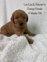 Orange Female, a female Golden Retriever for sale in Dinwiddie, VA – Photo 4 of 4
