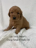 Orange Female, a female Golden Retriever for sale in Dinwiddie, VA – Photo 1 of 4