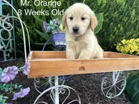 Orange Collar Boy, a male Golden Retriever for sale in Dinwiddie, VA – 4 of 10