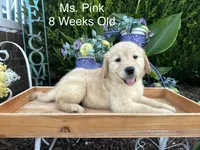 Pink Collar Girl, a female Golden Retriever for sale in Dinwiddie, VA – 2 of 9