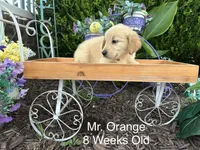Orange Collar Boy, a male Golden Retriever for sale in Dinwiddie, VA – 3 of 10