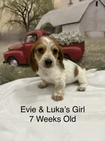 Girl 1, a female Miniature Dachshund for sale in Dinwiddie, VA – 2 of 10