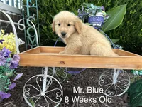 Blue Collar Boy, a male Golden Retriever for sale in Dinwiddie, VA – 6 of 10