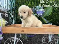 Orange Collar Boy, a male Golden Retriever for sale in Dinwiddie, VA – 7 of 10